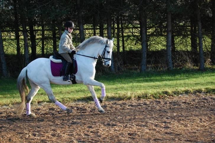 Anden særlig race Koh-I-Noor *R.I.P* - 23. december dagen før jeg fik hende i julegave billede 5