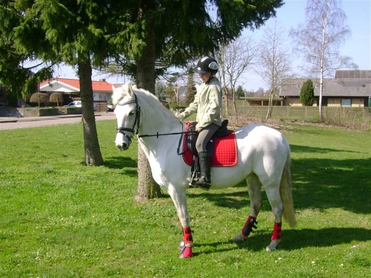 Anden særlig race Koh-I-Noor *R.I.P* - Kohi og jeg er redet hjem til mig billede 14