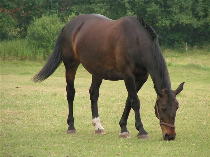 Oldenborg Lotte(solgt); billede 16