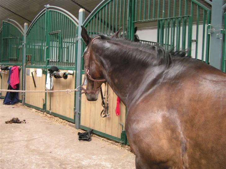 Oldenborg Lotte(solgt); billede 18