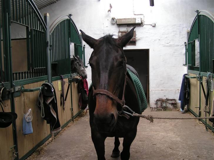 Oldenborg Lotte(solgt); billede 19