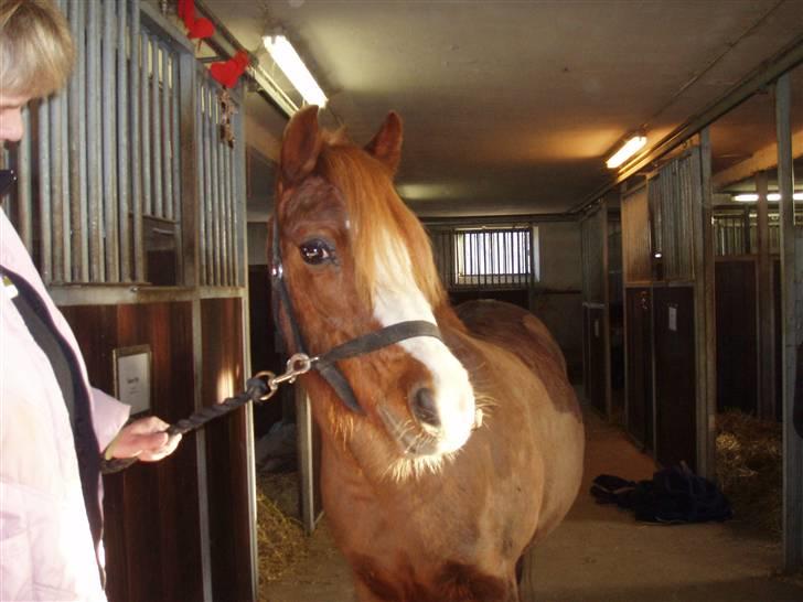 Dartmoor Jessica billede 2