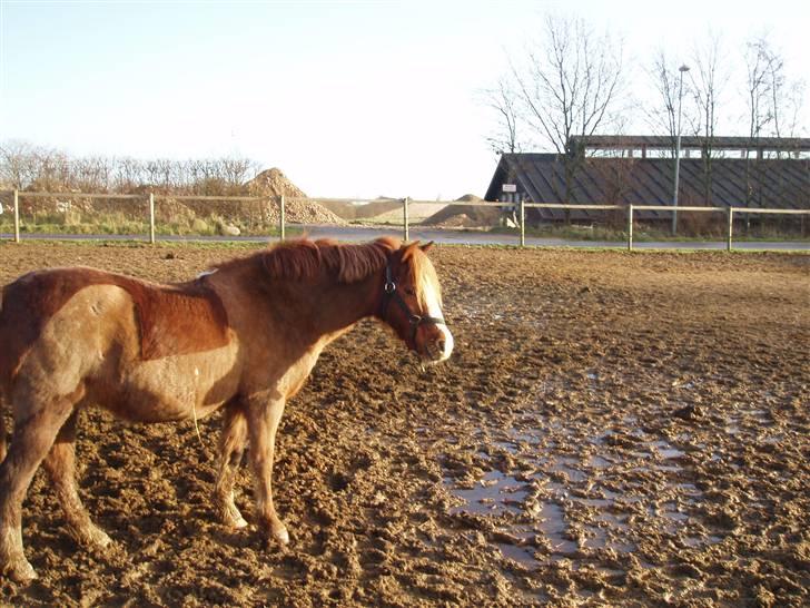 Dartmoor Jessica billede 3