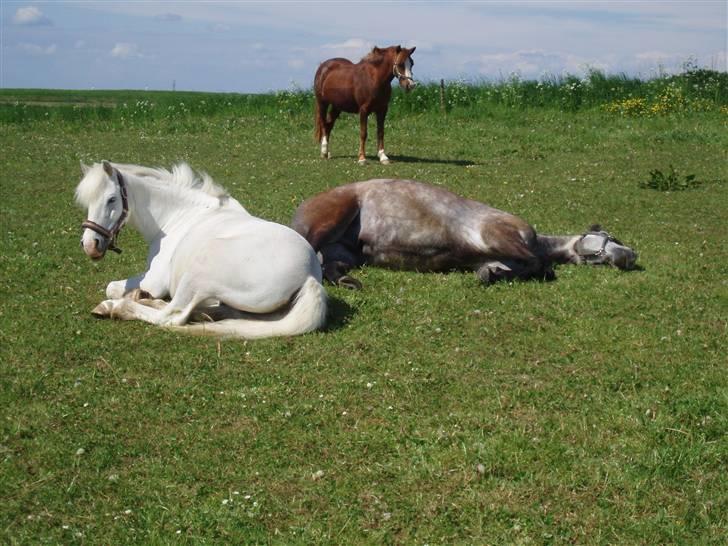 Dartmoor Jessica - Jessica passer på drengene der sover billede 4