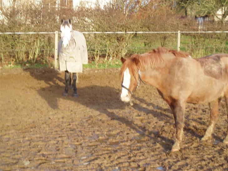 Dartmoor Jessica billede 6