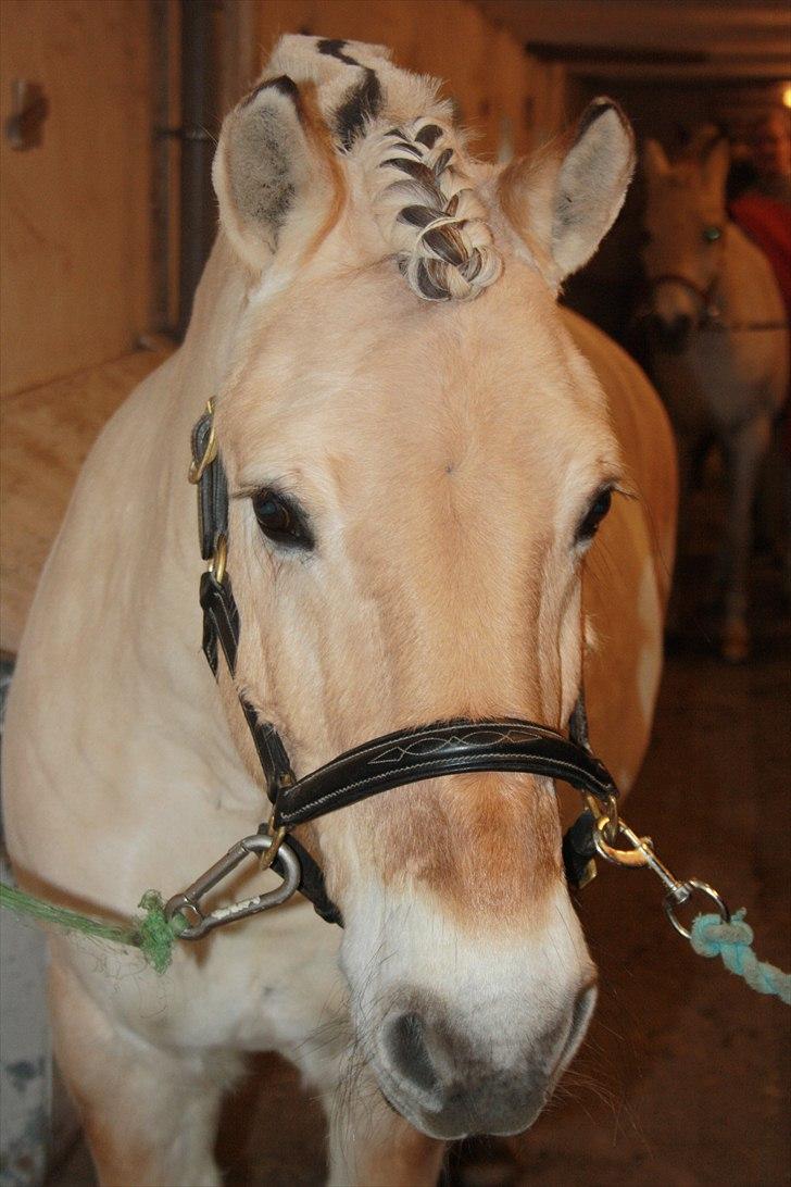 Fjordhest Kastanjegårdens Nick - Du er det bedste jeg har, det bedste jeg har, uden tvivl. Du er min bedste ven, min ven der hjælper mig igennem alt, min ven der altid for mig til at smile, . En ven der altid minder mig om at livet er værd at leve. Min kærlighed til dig er ubeskrivelig. billede 13