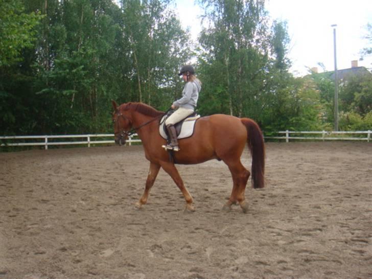 Oldenborg Rubin Star R.i.P :( - <33 billede 7