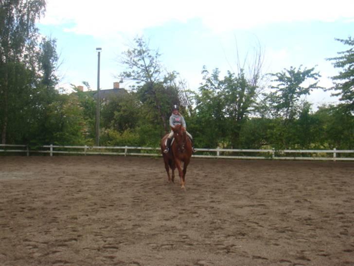 Oldenborg Rubin Star R.i.P :( - ude på ridebanen billede 8