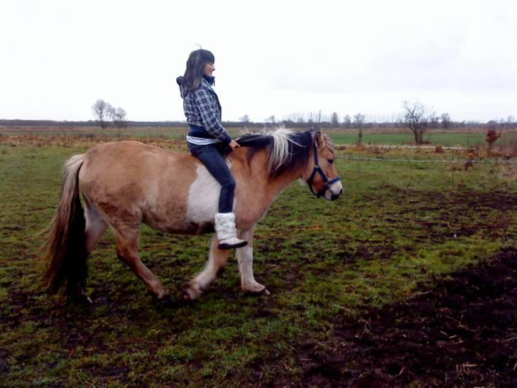 Anden særlig race daisy billede 7