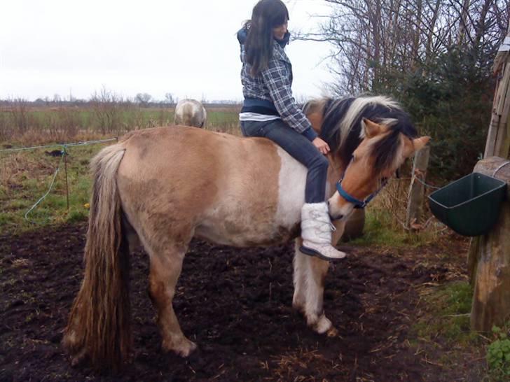 Anden særlig race daisy - nelle (hende som os har halvpart med hende)  der lige er skridt lidt billede 8