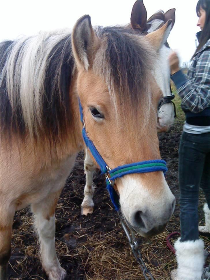 Anden særlig race daisy billede 9