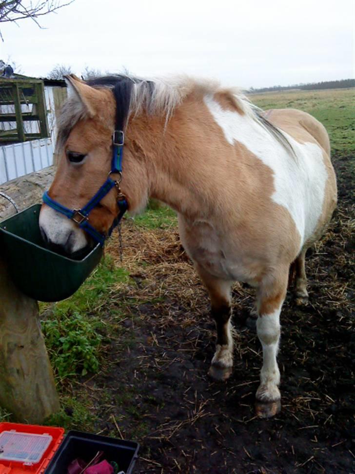 Anden særlig race daisy - fra hendes pæne side (: billede 10