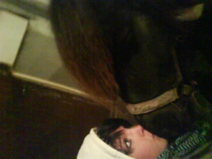 Shetlænder Prut *SOLGT* billede 9