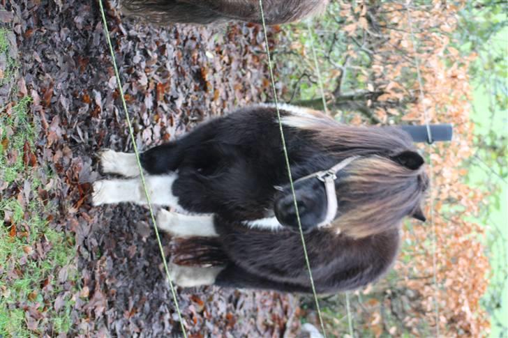 Shetlænder Prut *SOLGT* billede 10