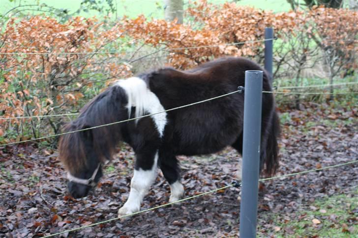 Shetlænder Prut *SOLGT* billede 11