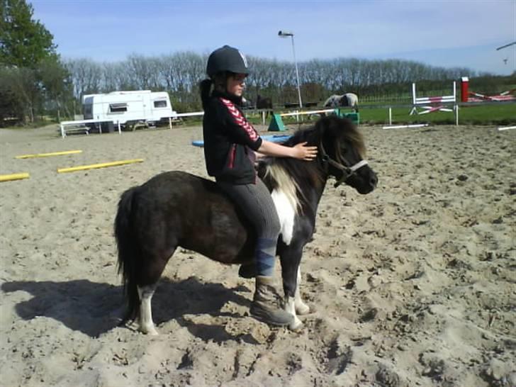 Shetlænder Prut *SOLGT* billede 12