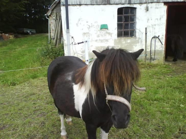 Shetlænder Prut *SOLGT* billede 13