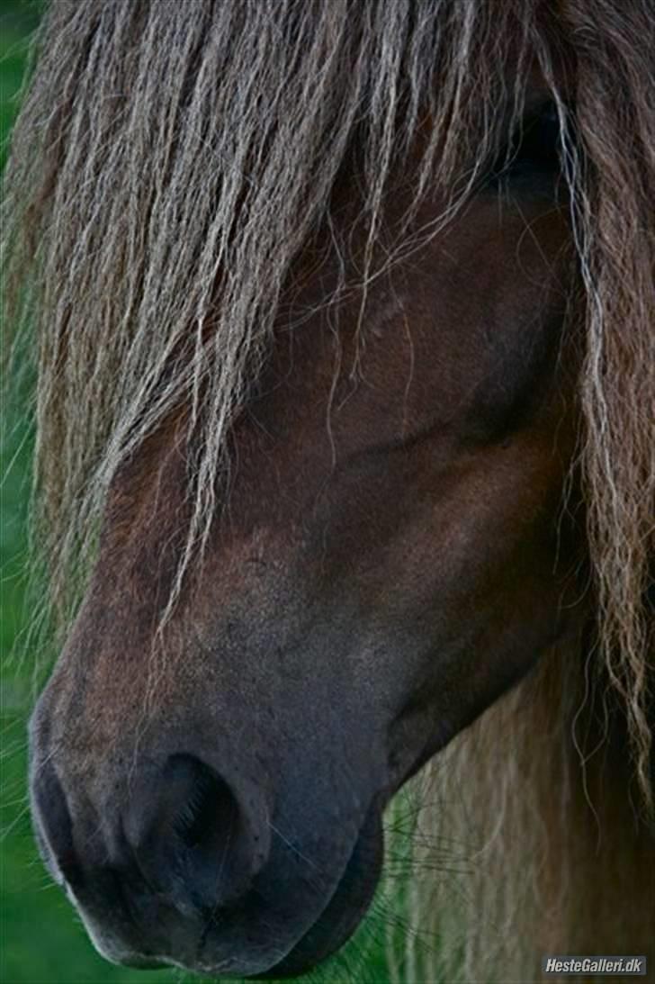 Islænder -Edgar f. Hjallanesi 1(død)  - - velkommen til Eddi´s profil :D drømmeprinsen. /Maria billede 1