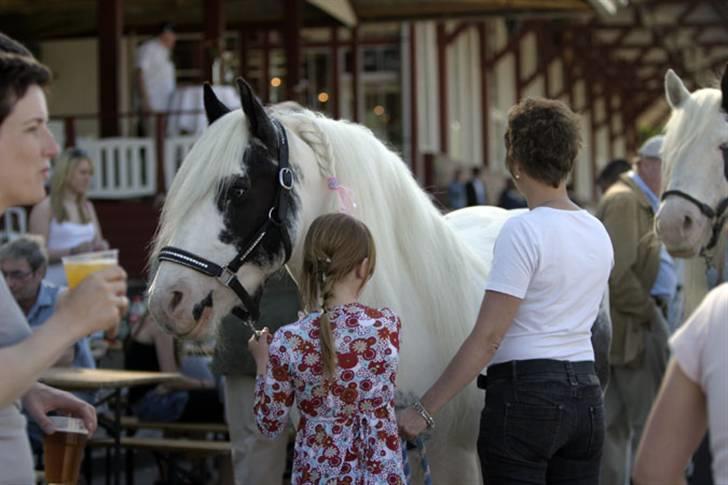 Irish Cob saint Epona of Killarney - Epona til Irish Day på Galopbanan billede 1