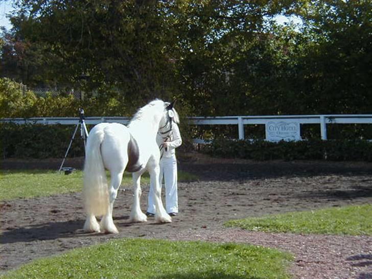 Irish Cob saint Epona of Killarney - Epona til kåring på fyn billede 2
