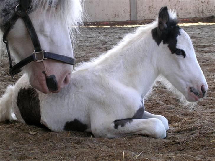 Irish Cob saint Epona of Killarney - Epona´s første føl: White Horse Copycat billede 4