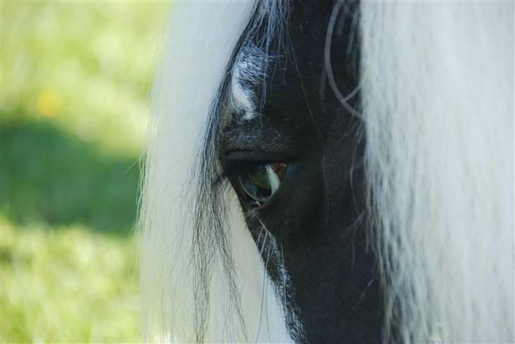 Irish Cob saint Epona of Killarney - Epona -en engel billede 5