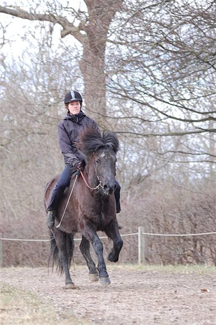 Islænder Fina fra Skiveren*Solgt! - 3#  Galop uden sadel (: [fotograf: Isabella] billede 3