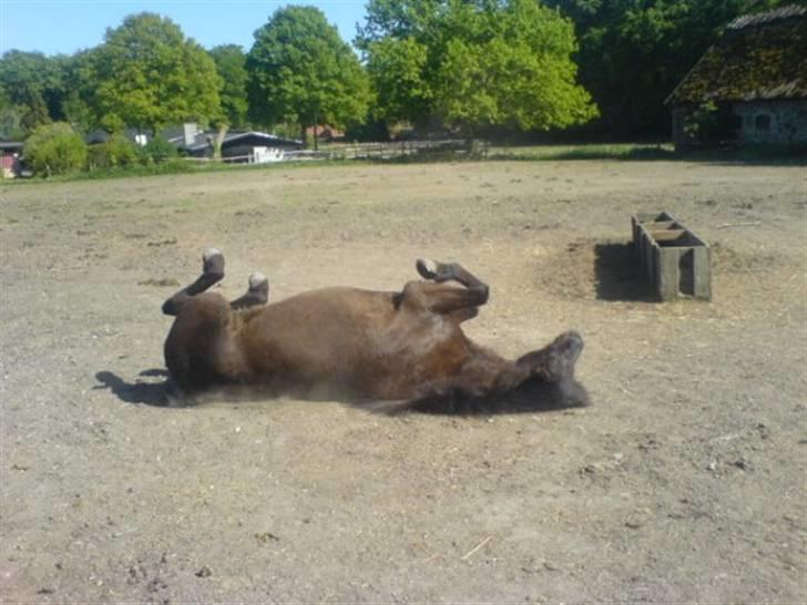 Islænder Fina fra Skiveren*Solgt! - 5# Rulletur efter en laang tur i skoven ;p [fotograf: mig] billede 5