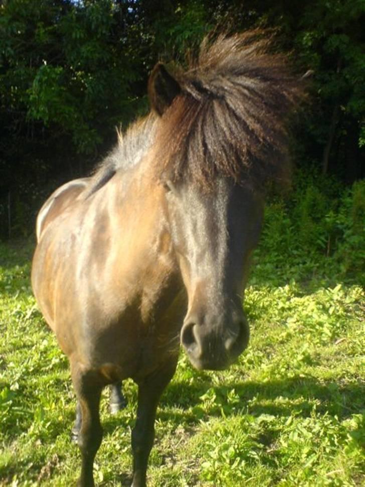 Islænder Fina fra Skiveren*Solgt! - 6# Smukke Fina :D [fotograf: mig] billede 6