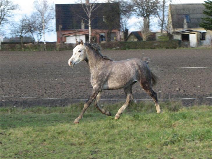 Arabisk fuldblod (OX) Dalicio billede 10