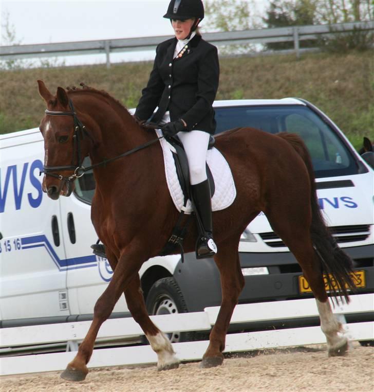 Anden særlig race Skovbrynets Shetan Solgt billede 7