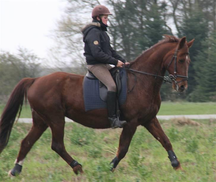 Anden særlig race Skovbrynets Shetan Solgt billede 9