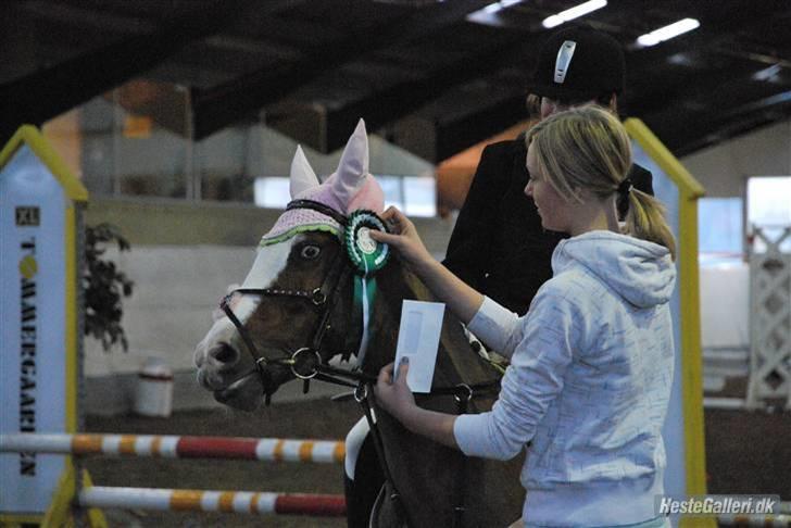 New Forest Lady-sky <3 -SOLGT- - Springstævne i Thisted, hun var kanon vi fik en 3. plads :b billede 17