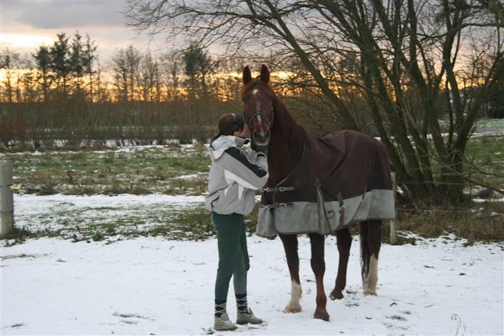 Anden særlig race Skovbrynets Shetan Solgt billede 11