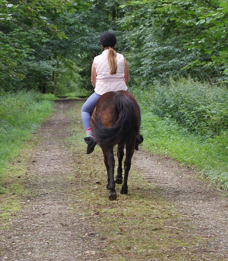 New Forest Pichan R.I.P. - Vores eventyr er slut .. But we´ll come back even stronger! billede 20