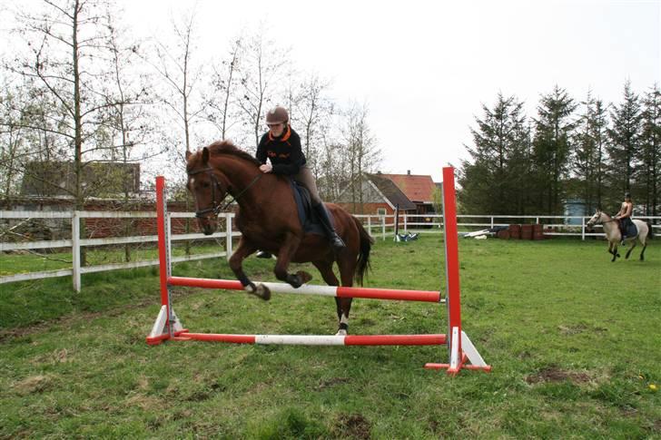 Anden særlig race Skovbrynets Shetan Solgt billede 14