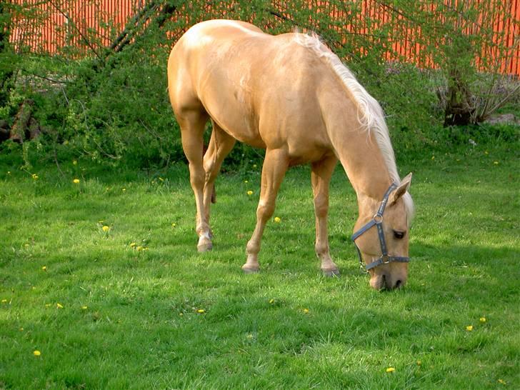 Quarter Codys Smart Peter billede 2