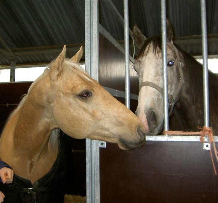 Quarter Codys Smart Peter billede 3