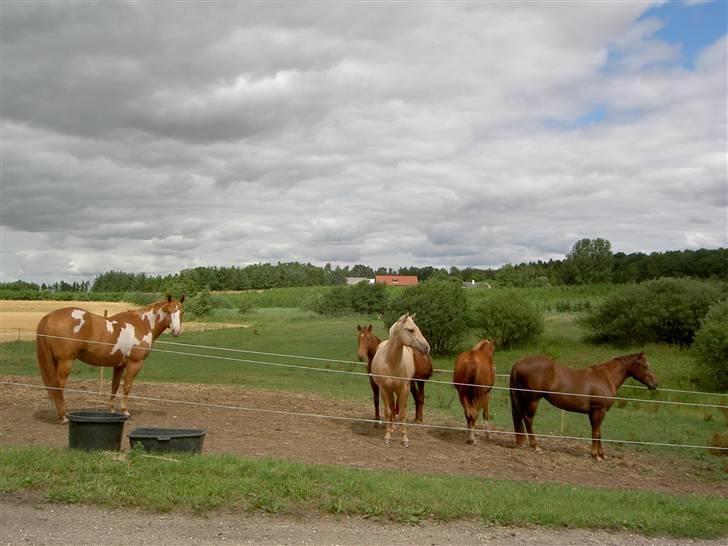 Quarter Codys Smart Peter billede 4