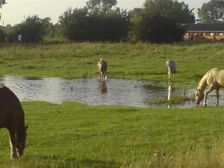 Anden særlig race Mille <33 SOLGT :'( - Hun havde været ude og rulle sig i vandet ude p folden.:) billede 4