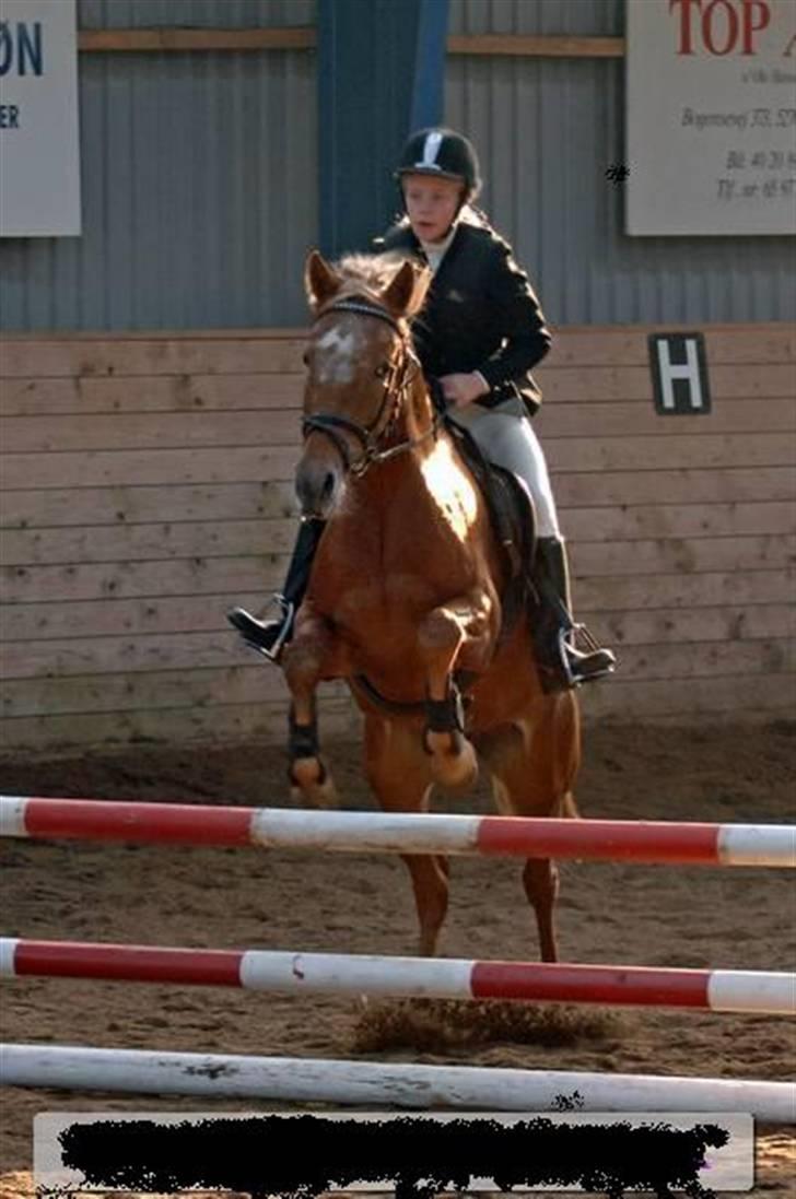 Anden særlig race Mille <33 SOLGT :'( - Til spring stævne.<33 billede 5