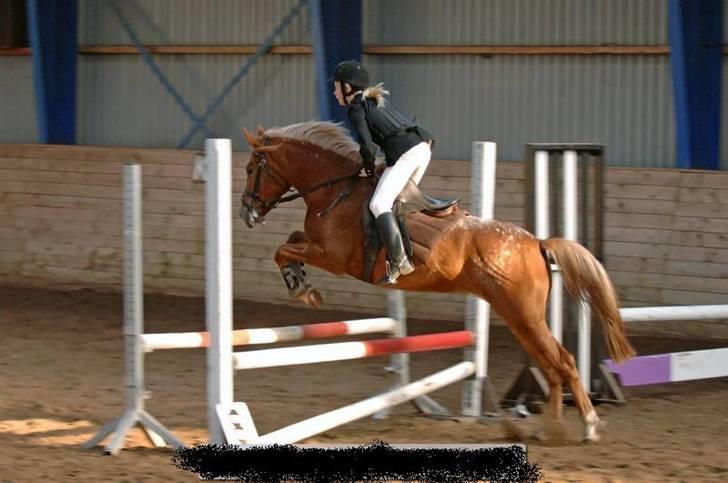 Anden særlig race Mille <33 SOLGT :'( - Til spring stævne.<33 billede 6