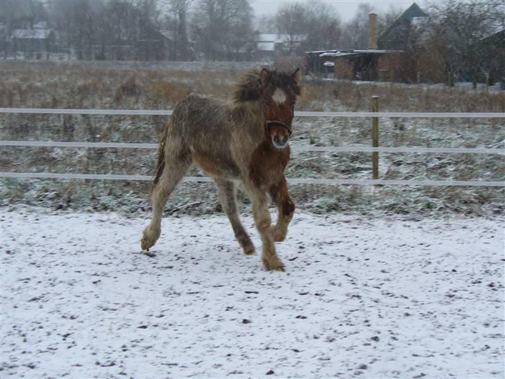 Islænder Dár fra Nyamtoftgård - Pas på jeg er vild hingst billede 14