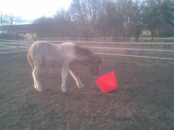 Islænder Dár fra Nyamtoftgård - Mon der er noget som kan spises nede i den billede 16
