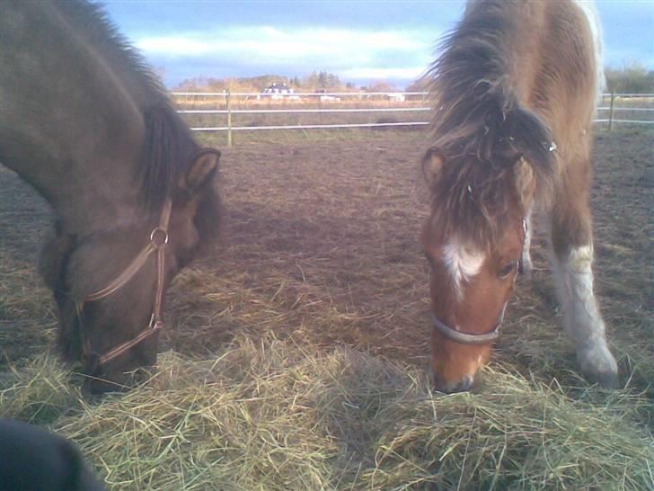 Islænder Dár fra Nyamtoftgård - Mig og min "storebror" på fold billede 18