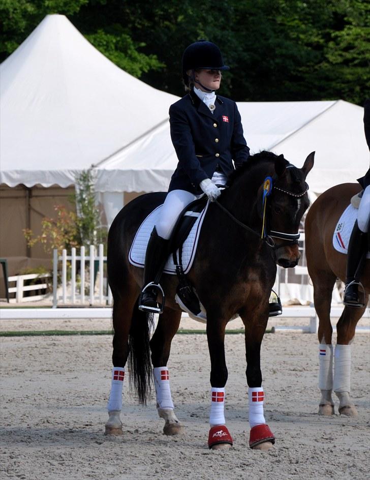 Tysk Sportspony SL Lucci - Præmieoverrækkelse Compiegne, Frankrig 2010. billede 2
