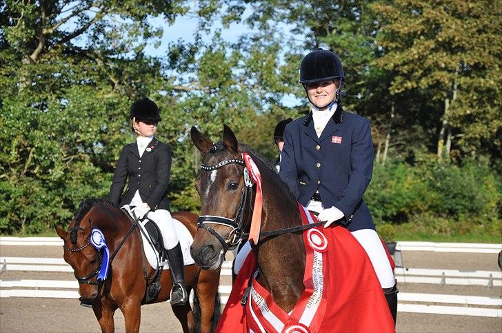 Tysk Sportspony SL Lucci - Guld til hold DM 2010! billede 5