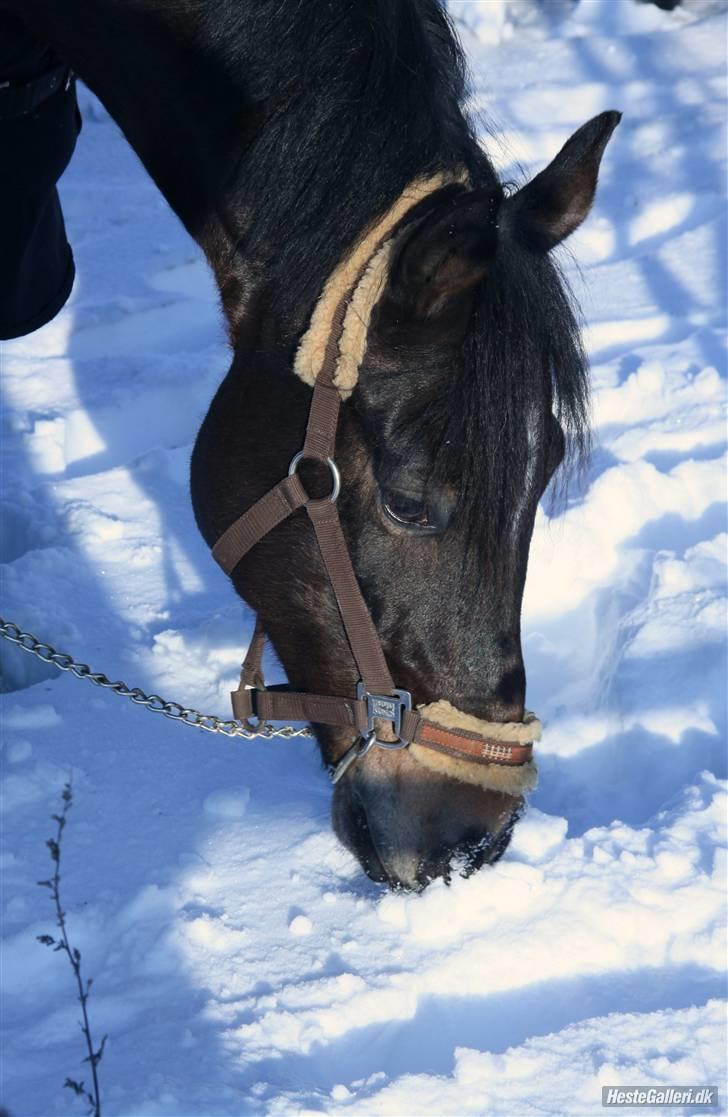 Tysk Sportspony SL Lucci - December 2009 billede 6