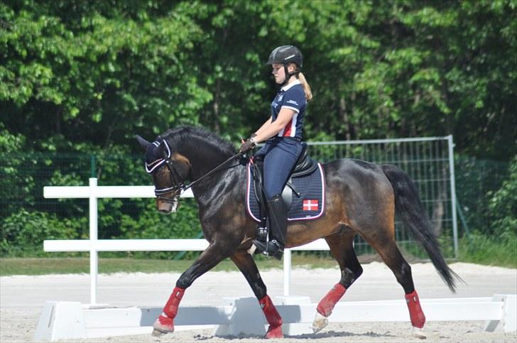 Tysk Sportspony SL Lucci - Træning til Internationalt stævne i Compiegne, Frankrig 2010. billede 8