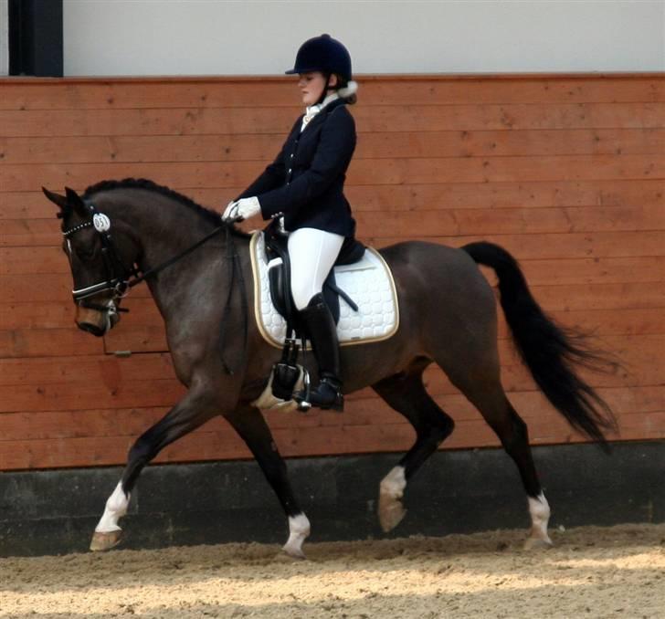 Tysk Sportspony SL Lucci - Arbejdstrav til Landsstævne i Middelfart 2009 billede 10